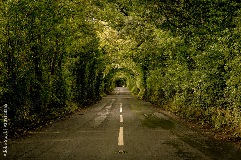 Obraz premium Tree covered paths