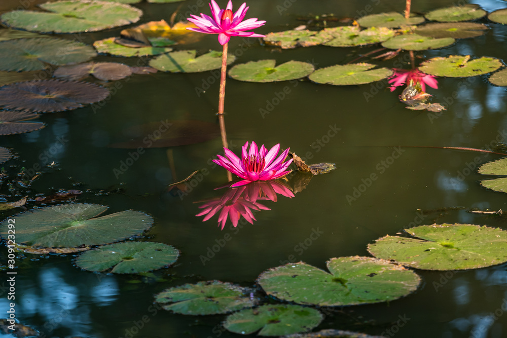 Lotus flowers in Banteay Srei temple in Angkor, Cambodia Lotus flowers in Banteay Srei temple in Angkor, Cambodia