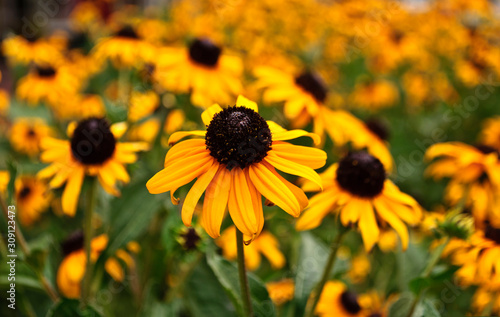 bright sunflower field