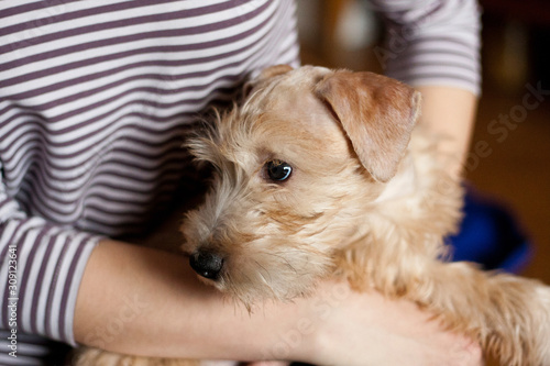 Foto Irish Soft Coated Wheaten Terrier Puppy is sitting on the hands of a man