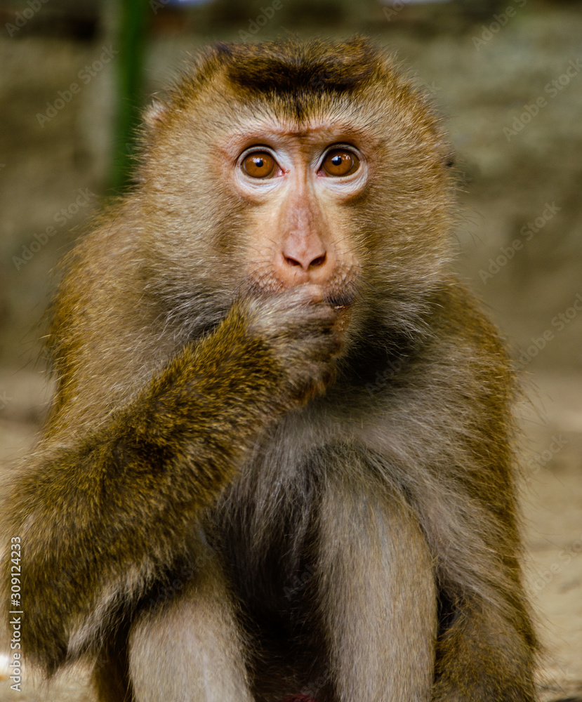 Little monkey looks and eats nuts. Holds the right paw at the mouth. Close-up portrait. Brown eyes are wide open. Little monkey looks and eats nuts. Holds the right paw at the mouth. Close-up portrait. Brown eyes are wide open.