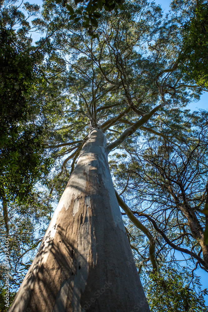 Fototapeta premium Giant eucalyptus forrest, Australia