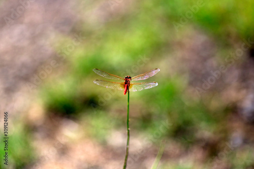 Dragonfly on the twing. (Sympetrum sanguineum)