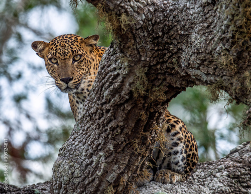 Canvas Print Leopard on a rock