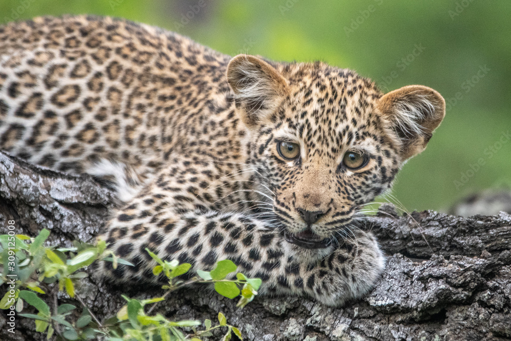 Naklejka premium Leopard cub