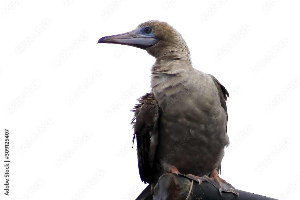 Fototapeta premium Red-footed Booby (Sula sula) bird isolated on white background. Marine bird in natural habitat. North Pacific ocean.