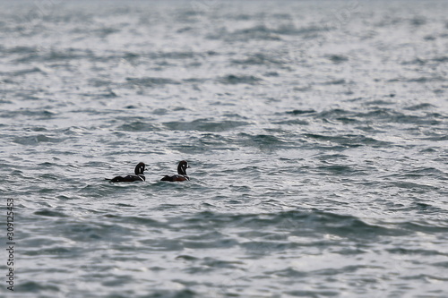 Harlequin ducks (Histrionicus histrionicus) swimming on the sea surface. Two drakes on the water. Group of wild ducks in natural habitat. © Nick Kashenko