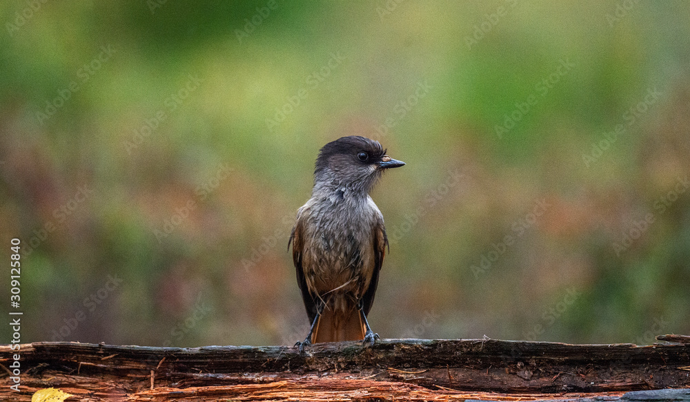 Fototapeta premium The Siberian Jay (Perisoreus infaustus)