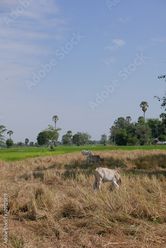Siem Reap Cambodia