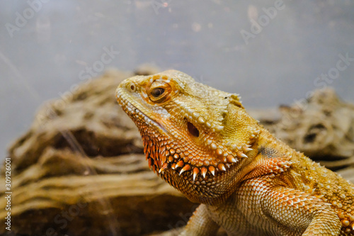 Closeup of a bearded dragon at a pet store  leaning against a log and looking in the camera with disdain.