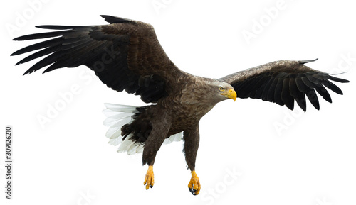 Adult White tailed eagle in flight. Isolated on White background. Scientific name: Haliaeetus albicilla, also known as the ern, erne, gray eagle, Eurasian sea eagle and white-tailed sea-eagle.