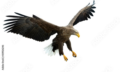 Adult White tailed eagle in flight. Isolated on White background. Scientific name: Haliaeetus albicilla, also known as the ern, erne, gray eagle, Eurasian sea eagle and white-tailed sea-eagle. photo