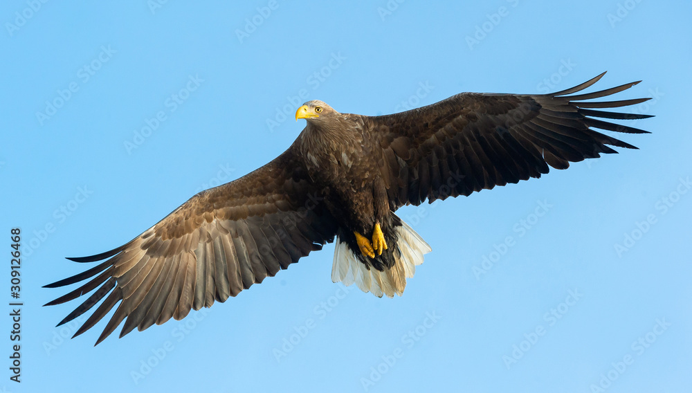 Fototapeta premium Adult White-tailed eagle in flight. Blue sky background. Scientific name: Haliaeetus albicilla, also known as the ern, erne, gray eagle, Eurasian sea eagle and white-tailed sea-eagle.