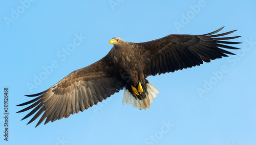 Adult White-tailed eagle in flight. Blue sky background. Scientific name: Haliaeetus albicilla, also known as the ern, erne, gray eagle, Eurasian sea eagle and white-tailed sea-eagle. © Uryadnikov Sergey