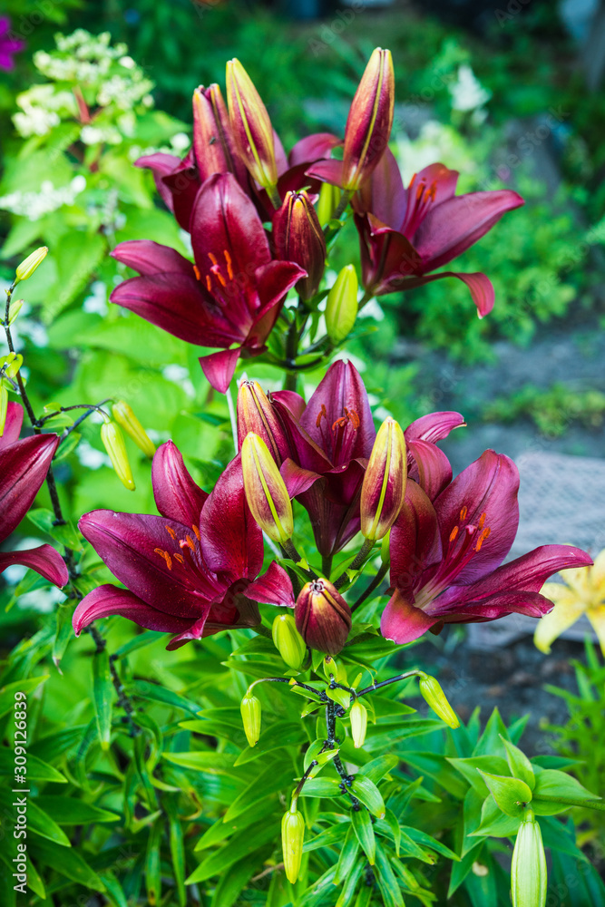 Blooming lily flowers on the garden. Shallow depth of field.