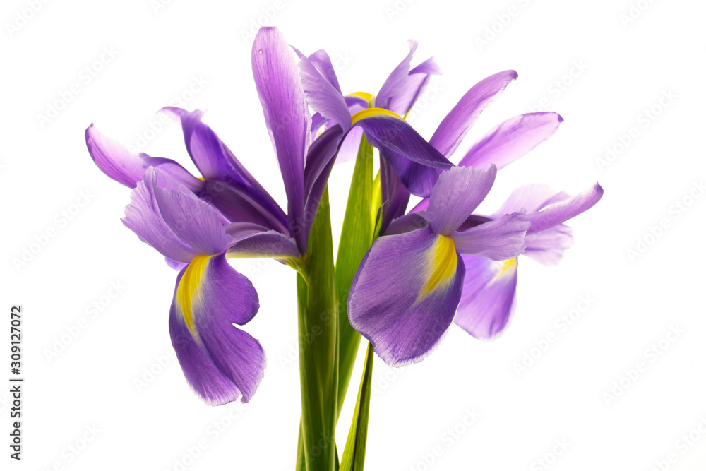 blue iris flowers isolated on white background