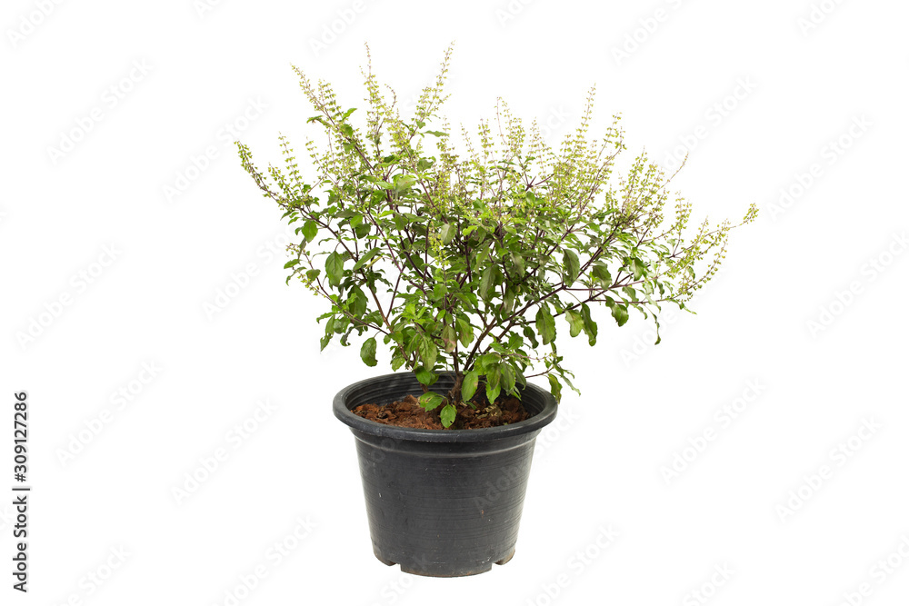 Thai basil tree white background Thai basil tree white background