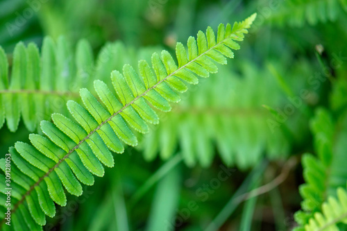 Fern leaves in green natural background. Selective focus.