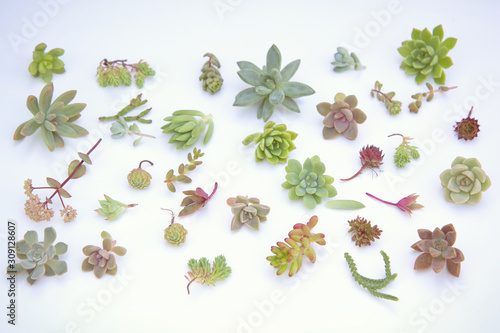 set of different succulents on a light background