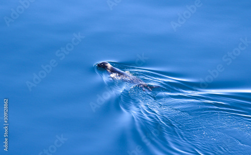 A seal swims in the icy waters of the Antarctic Peninsula, Antarctica