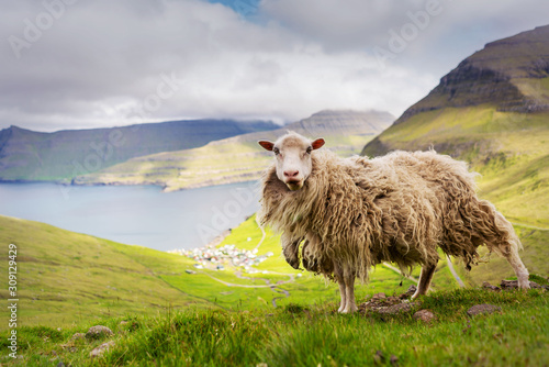 Faroese sheep standing on hiking path, small town and fjord on horizon. Eysturoy island, Faroe. photo