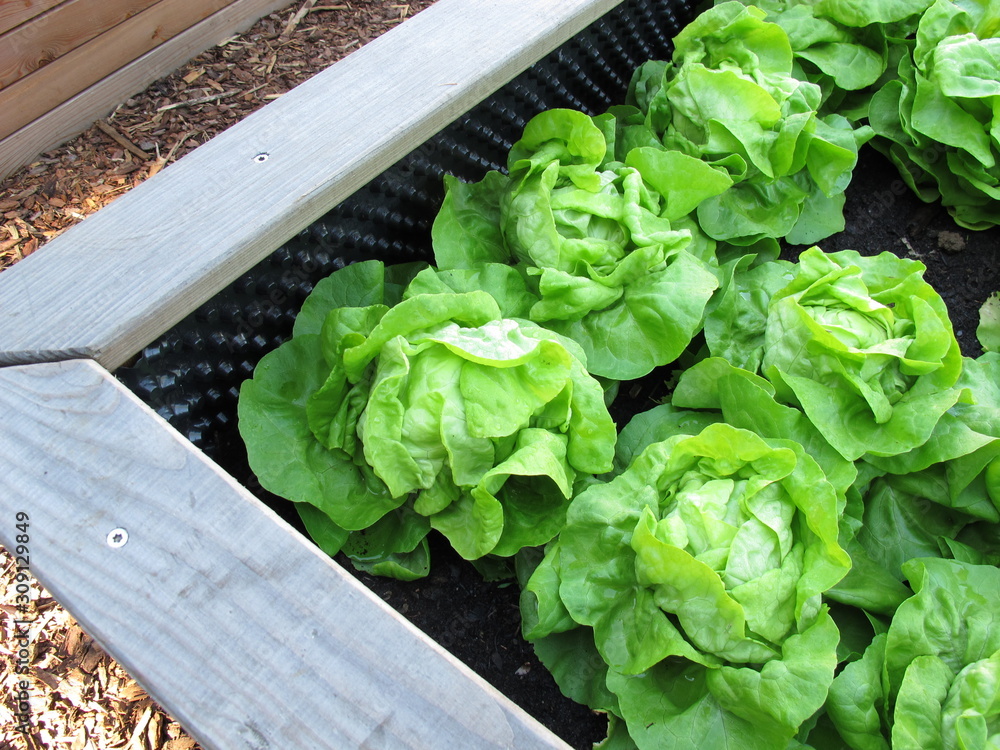 Green cabbage lettuce in a wooden raised garden bed made of wood Green cabbage lettuce in a wooden raised garden bed made of wood