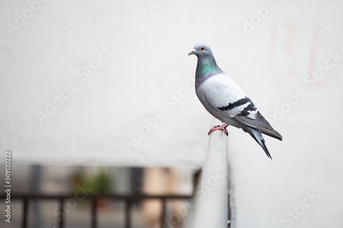 Fotobehang pigeon sitting on a handrail