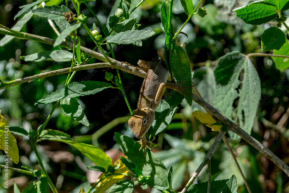 A chameleon perched on a branch. A chameleon perched on a branch.