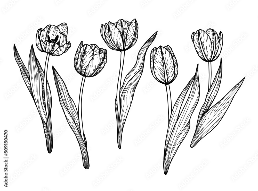 Fototapeta Hand drawn and sketch Tulips flower. Black and white with line art illustration