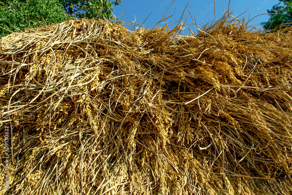 Paddy rice in Thailand,background, Sticky Rice Paddy. Paddy rice in Thailand,background, Sticky Rice Paddy.