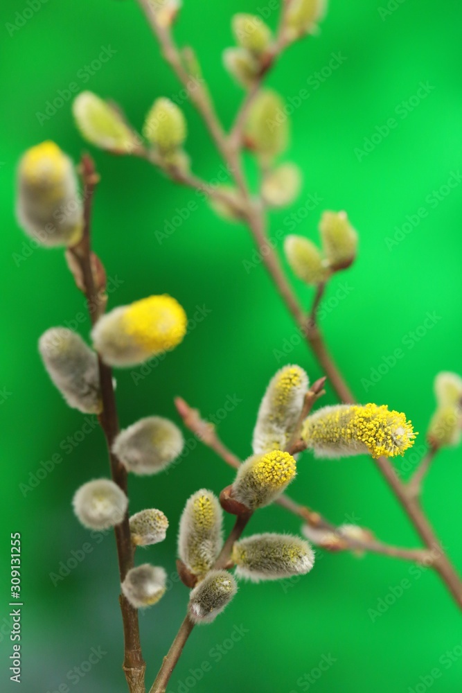 Willow close-up.Blooming willow close-up on a green background. Spring natural bright background. Willow close-up.Blooming willow close-up on a green background. Spring natural bright background.