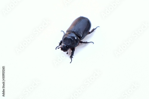 beetle on black background