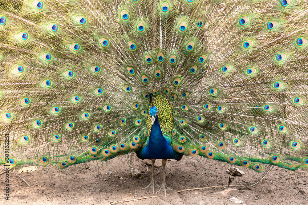 Obraz premium The male peacock is dancing