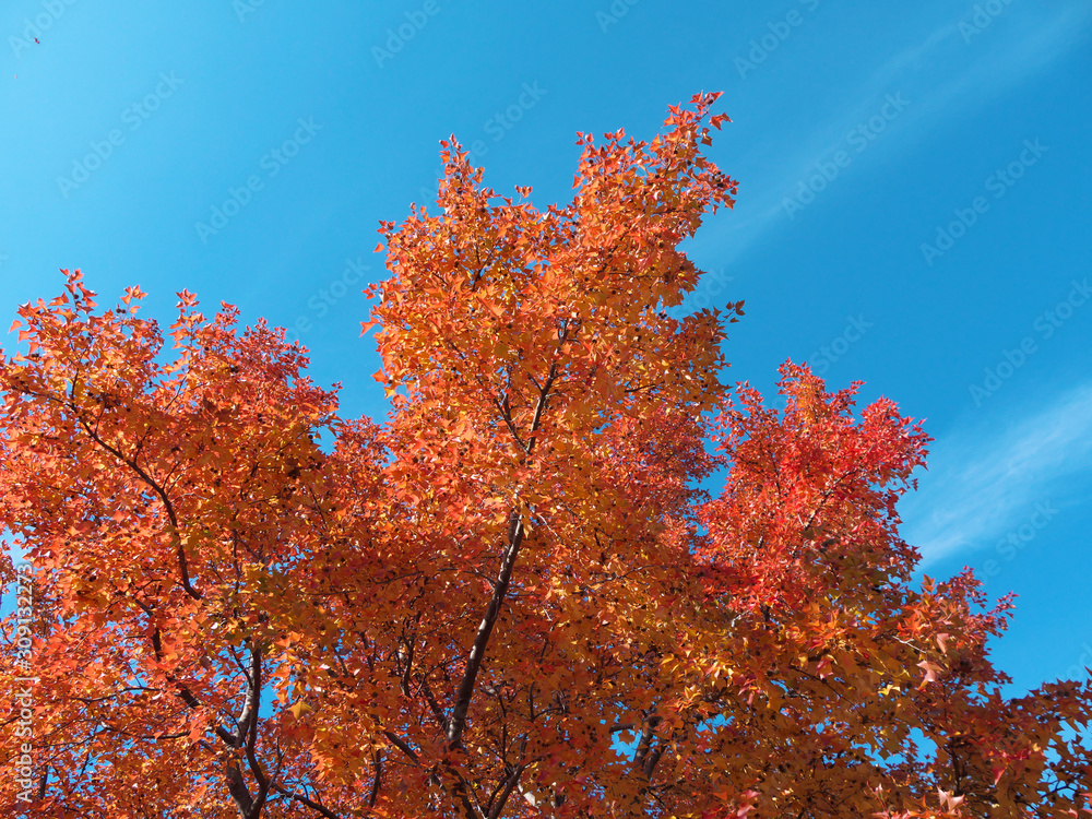 トウカエデ 木 紅葉 秋 日本 トウカエデ 木 紅葉 秋 日本