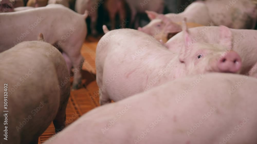 Pig farm with pigs moving along each other Pig farm with pigs moving along each other