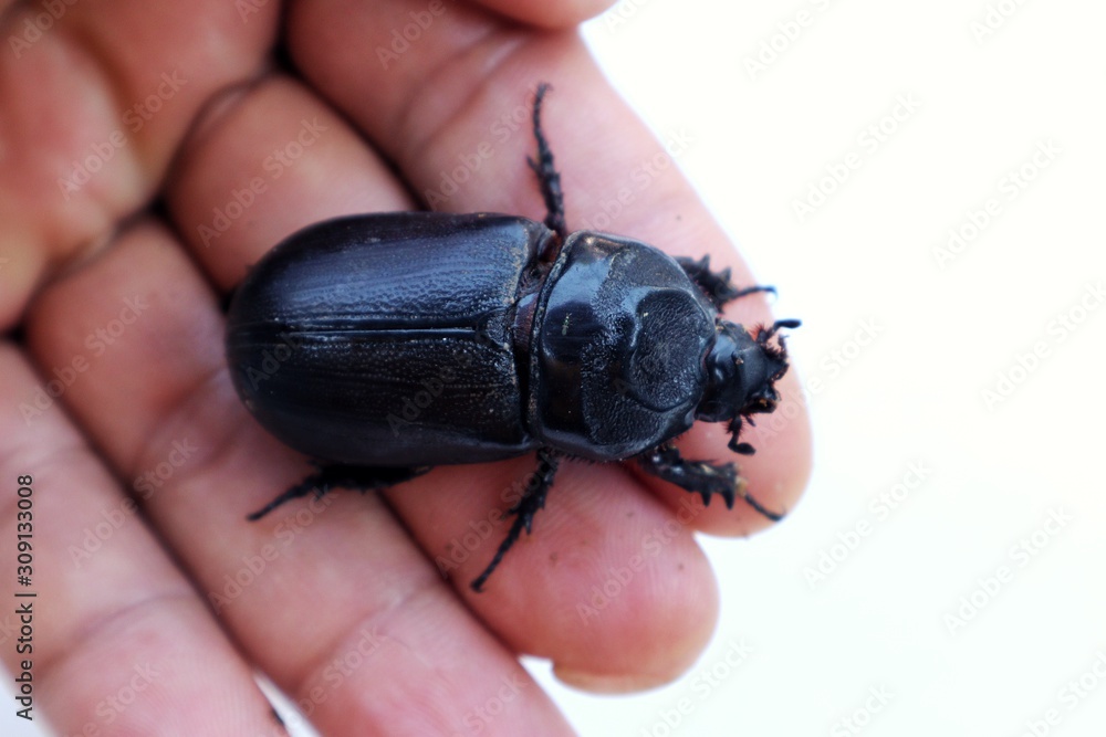 beetle on hand on white background beetle on hand on white background
