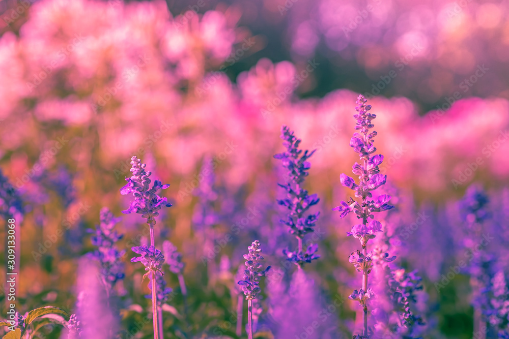 Obraz premium Selective soft focus of Beautiful salvia farinacea flower field in outdoor garden. Blue Salvia flower blooming in the spring garden. Colorful purple flowers plant of Victoria blue. Violet background.