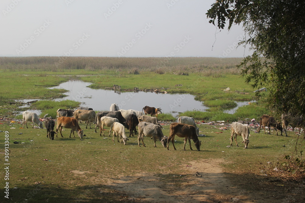 herd of cows