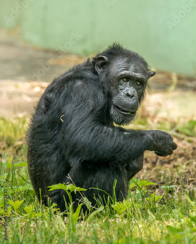 chimpanzee squat sitting in grass