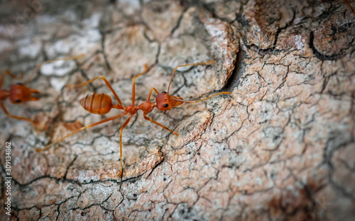 Ants behavior Red ants walking on trees