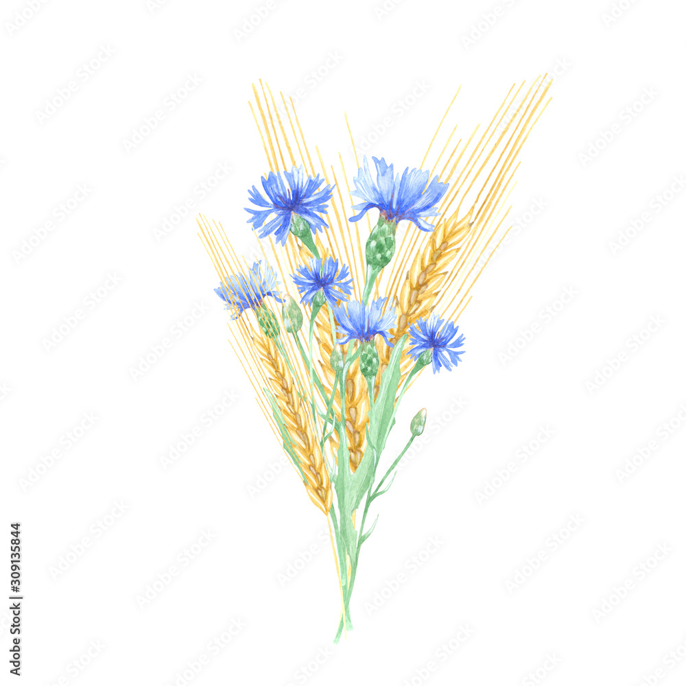 Fototapeta premium Watercolor bouquet of blue cornflower and golden spikelet. A simple field bouquet will fit perfectly into your design for invitations, cards, scrapbooking and other creative projects.