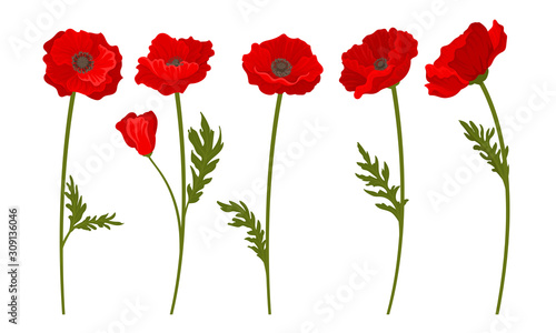 Red Poppy Flowers on Stems Vector Set. Botanical Floral Concept