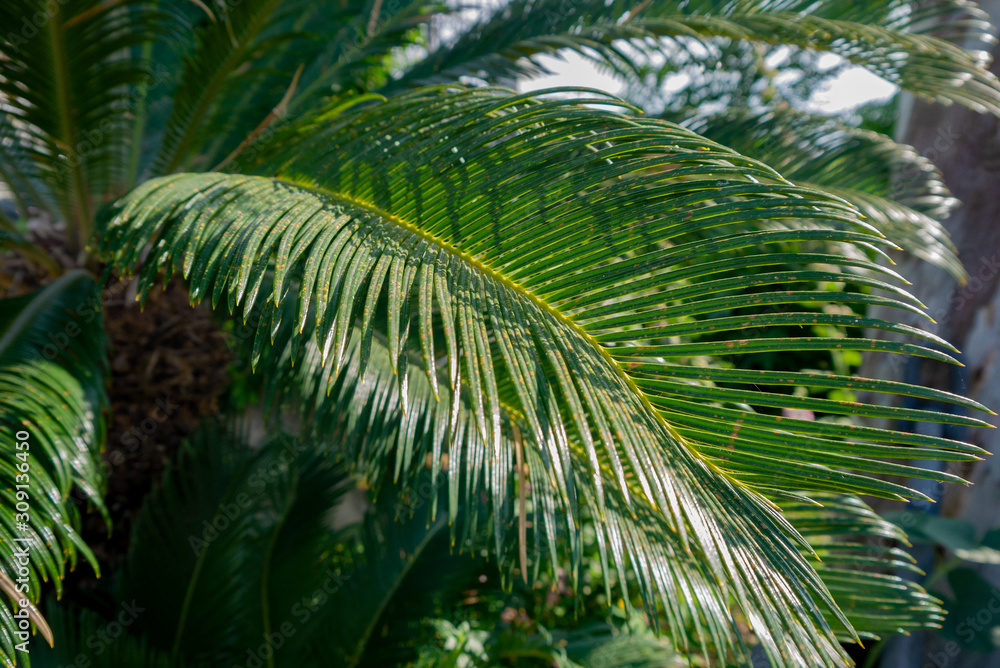 Fototapeta premium Large spreading palm leaf permeated with sunlight. Dreams of beach holiday. Selective focus