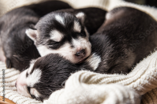 sleeping newborne husky puppies © Volodymyr Shevchuk