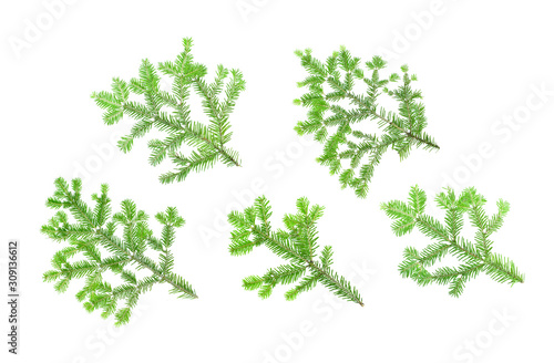 Set of fir tree branches isolated on a white background. Christmas tree. Christmas, New Year, winter decorations.