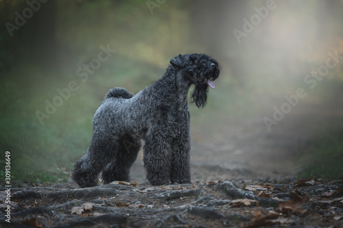 Kerry blue terrier dog in the forest. photo