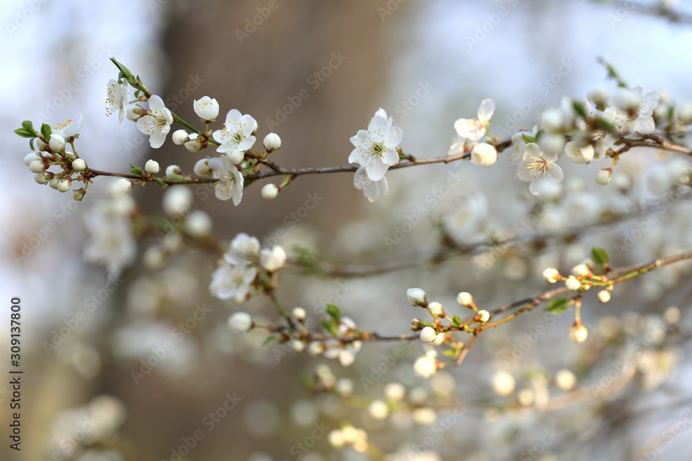 Spring season.Cherry flowers close-up. Spring time. Flowering branches of cherry. Delicate  flowering background.