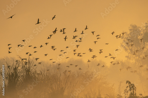 Flock of birds flying at Sunrise -beautiful colors in sky