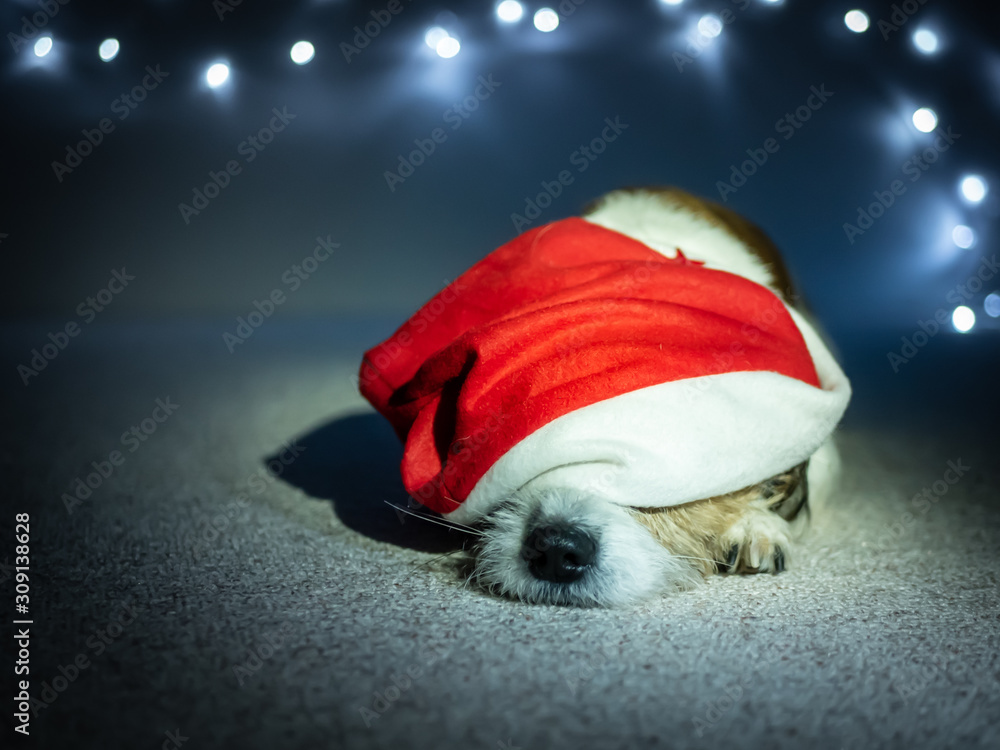 Kleiner Hund mit Weihnachtsmütze auf einem Boden liegend und Lichterkette,  Weihnachten Photos | Adobe Stock