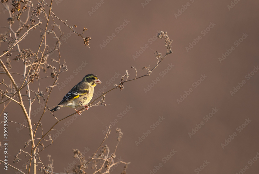 Fototapeta premium Yellow breasted greenfinch-Chloris spinoides on perch